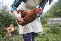 Woman on chicken farm holding chicken — Stock Photo