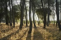 Солнечный свет сквозь деревья в лесу, Тудела-де-Дуеро, Испания — стоковое фото