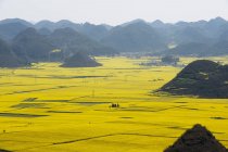 Fields between mountains with yellow blooming plants — Stock Photo