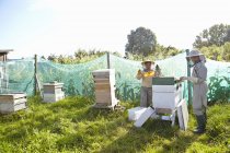 Две женщины-пчеловоды работают на городском участке — стоковое фото