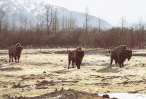 Выпас бизонов на поле Гирдвуд, Анкоридж, Аляска — стоковое фото