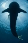 Подводный вид на китовую акулу с плавающей рыбой — стоковое фото