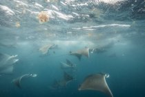 Подводный вид на Мобула-лучи, собирающиеся для миграции вокруг полуострова Юкатан, остров Контой, Кинтана-Роо, Мексика — стоковое фото