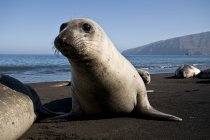 Northern elephant seal on beach in sunlight — Stock Photo