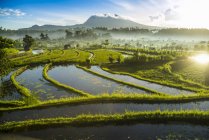 Рисові поля з зеленим лісом і горами на сонячному світлі — стокове фото