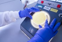 Лабораторія досліджень раку, жінка-вчена, що вивчає клітини, що ростуть в агарі, переглянуті під лампою — стокове фото