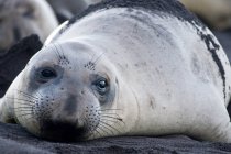 Північна тюлень слона лежить на чорному піску — стокове фото