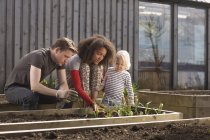 Junge und Eltern pflegen Pflanzen im Hochbeet — Stockfoto