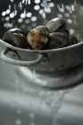 Clams in metal colander, close up — Stock Photo