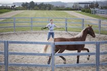 Stablehand exercising palomino horse around the paddock ring — стоковое фото