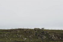 Cavalo em pé na colina, Ilha de Lewis, Costa Oeste, Escócia — Fotografia de Stock