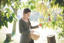 Mujer joven recogiendo manzana del árbol - foto de stock