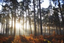 Rayons de soleil éclairant à travers les arbres forestiers d'automne — Photo de stock