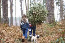 Rear view of young couple carrying Christmas tree on shoulders in woods — Stock Photo