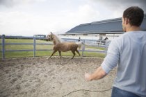 Masculino stablehand e palomino cavalo no paddock anel — Fotografia de Stock