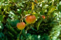 Due mele mature su albero — Foto stock
