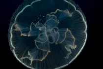 Primer plano tiro de medusas bajo el agua - foto de stock
