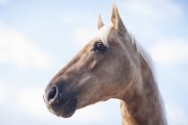 Close up tiro de cabeça de cavalo palomino — Fotografia de Stock