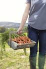 Imagem cortada de adolescente carregando cesta de cenouras frescas — Fotografia de Stock