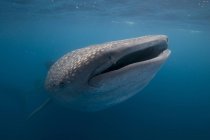 Nourriture au plancton de requin baleine, Contoy Island, Quintana Roo, Mexique — Photo de stock