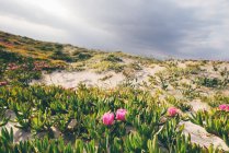 Pink wildflowers on sand dunes under cloudy sky — Stock Photo