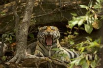 Tigre du Bengale couché et bâillant sur le sol au parc national Satpura, Madhya Pradesh, Inde — Photo de stock