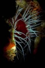 Underwater extreme close up view of open clam, Cancun, Quintana Roo, México — Fotografia de Stock