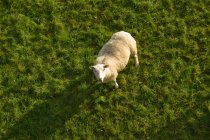 Над головой вид овец на зеленой траве при солнечном свете — стоковое фото