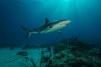 Unterwasser-Blick auf schwimmenden Tigerhai — Stockfoto