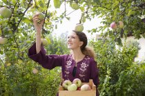 Девочка-подросток собирает яблоки в саду — стоковое фото