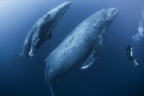 Ныряльщик приближается к горбатым китам под водой — стоковое фото
