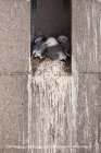Famiglia di Kittiwakes dalle gambe nere in nido su sporgenza di edificio — Foto stock