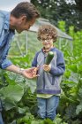 Father and son picking courgette on allotment — Stock Photo