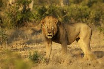 Retrato do leão macho, Parque Nacional de Mana Pools, Zimbábue — Fotografia de Stock