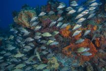 Bancs de poissons nageant au récif corallien — Photo de stock