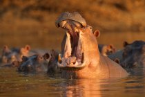 Hippopotamus o Hippopotamus amphibius dando aviso bostezo, Parque Nacional Mana Pools, Zimbabwe - foto de stock