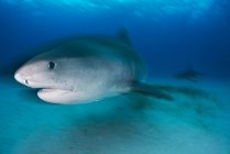 Vista submarina del tiburón tigre nadador - foto de stock