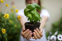 Cropped view of woman holding basil plant in cupped hands — Stock Photo