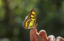 Close up of butterfly on female finger — Stock Photo