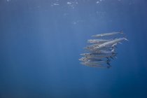 Vista submarina de la escuela de chevron barracuda juvenil (sphyraena genie), Lombok, Indonesia - foto de stock