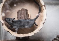Side view of gerbil running in wooden wheel — Stock Photo
