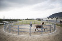 Masculino stablehand formação palomino cavalo em torno paddock anel — Fotografia de Stock