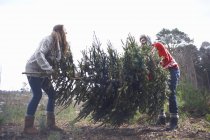 Joven levantando árbol de Navidad en el bosque - foto de stock