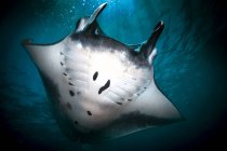 Manta ray nadando bajo agua azul - foto de stock