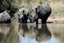 Rinoceronte bianco che beve dalla piscina d'acqua, Sabi Sand Game Reserve, Sud Africa — Foto stock