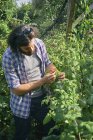 Mitte erwachsener Mann pflückt Beeren auf Schrebergarten — Stockfoto