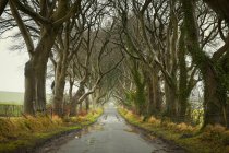 Влажная сельская дорога, окруженная деревьями — стоковое фото