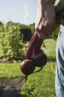 Gärtner hält Büschel Rote Bete in der Hand — Stockfoto