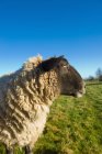 Vista lateral de ovejas en la luz del sol brillante - foto de stock