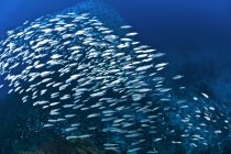 Большая группа рыб под водой — стоковое фото